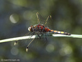 Große Moosjungfer (Leucorrhinia pectoralis), Männchen - DE (SH)