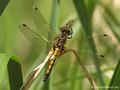 Große Moosjungfer (Leucorrhinia pectoralis), junges Weibchen - DE (NI)