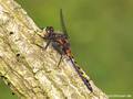 Große Moosjungfer (Leucorrhinia pectoralis), Männchen - DE (ST)