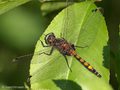 Große Moosjungfer (Leucorrhinia pectoralis), Männchen - DE (ST)