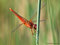 Feuerlibelle (Crocothemis erythraea), Männchen - DE (MV)