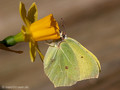 Zitronenfalter (Gonepteryx rhamni), Männchen - SE (Hallands län)