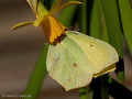 Zitronenfalter (Gonepteryx rhamni), Männchen - SE (Hallands län)