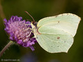 Zitronenfalter (Gonepteryx rhamni), Weibchen - DE (HH)