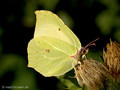 Zitronenfalter (Gonepteryx rhamni), Männchen - DE (SH)