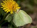 Zitronenfalter (Gonepteryx rhamni), Weibchen - DE (HH)