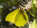 Zitronenfalter (Gonepteryx rhamni), Männchen - DE (MV)