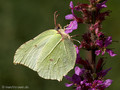 Zitronenfalter (Gonepteryx rhamni), Weibchen - DE (HH)