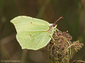Zitronenfalter (Gonepteryx rhamni), Männchen - DE (NI)