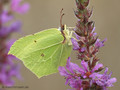 Zitronenfalter (Gonepteryx rhamni), Männchen - DE (NI)