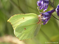 Zitronenfalter (Gonepteryx rhamni), Männchen - DE (HH)