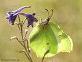 Zitronenfalter (Gonepteryx rhamni), Männchen - DE (HH)