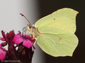 Zitronenfalter (Gonepteryx rhamni), Männchen - DE (SH)