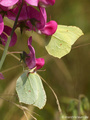 Zitronenfalter (Gonepteryx rhamni), Weibchen unten, Männchen oben - DE (SH)