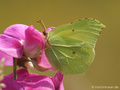 Zitronenfalter (Gonepteryx rhamni), Männchen - DE (SH)