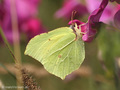 Zitronenfalter (Gonepteryx rhamni), Männchen - DE (SH)