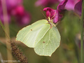 Zitronenfalter (Gonepteryx rhamni), Weibchen - DE (SH)