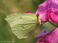 Zitronenfalter (Gonepteryx rhamni), Männchen - DE (SH)