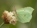 Zitronenfalter (Gonepteryx rhamni), Weibchen - DE (HH)