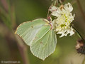 Zitronenfalter (Gonepteryx rhamni), Weibchen - DE (MV)