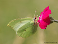 Zitronenfalter (Gonepteryx rhamni), Weibchen - DE (MV)