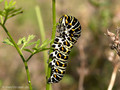 Schwalbenschwanz (Papilio machaon), Raupe - DE (HH)