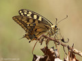 Schwalbenschwanz (Papilio machaon) - FR (Korsika, Balagne)