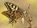 Schwalbenschwanz (Papilio machaon) - FR (Korsika, Balagne)