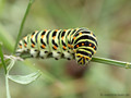 Schwalbenschwanz (Papilio machaon), Raupe - DE (NI)