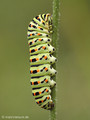 Schwalbenschwanz (Papilio machaon), Raupe - DE (NI)