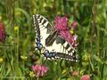 Schwalbenschwanz (Papilio machaon) - DE (NI)