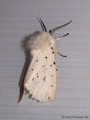 Breitflügeliger Fleckleibbär (Spilosoma lubricipeda), Männchen - DE (NI) 