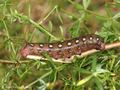 Labkrautschwärmer (Hyles gallii), erwachsene Raupe - DE (MV)