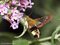 Hummelschwärmer (Hemaris fuciformis) am Sommerflieder saugend - DE (MV)
