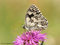 Schachbrett (Melanargia galathea) - DE (MV)