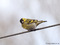 Erlenzeisig (Spinus spinus, Syn.: Carduelis spinus), Männchen - DE (MV)