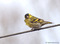Erlenzeisig (Spinus spinus, Syn.: Carduelis spinus), Männchen - DE (MV)