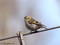 Erlenzeisig (Spinus spinus, Syn.: Carduelis spinus), Weibchen - DE (MV)