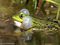 Wasserfrosch (Pelophylax spec.) - DE (MV)