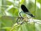 Gebänderte Prachtlibelle (Calopteryx splendens), Paarungsrad, Weibchen beim Verspeisen einer Eintagsfliege - DE (MV) 
