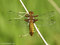 Plattbauch (Libellula depressa), Weibchen - DE (MV)