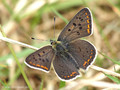 Brauner Feuerfalter (Lycaena tityrus), Männchen - DE (MV)