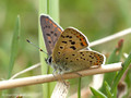 Brauner Feuerfalter (Lycaena tityrus), Männchen - DE (MV)