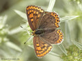 Brauner Feuerfalter (Lycaena tityrus), Weibchen - DE (NI)