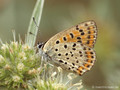 Brauner Feuerfalter (Lycaena tityrus), Weibchen - DE (NI)