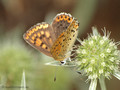 Brauner Feuerfalter (Lycaena tityrus), Weibchen - DE (NI)