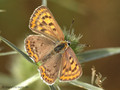 Brauner Feuerfalter (Lycaena tityrus), Weibchen - DE (NI)