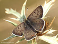 Brauner Feuerfalter (Lycaena tityrus), Männchen - DE (NI)