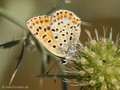Brauner Feuerfalter (Lycaena tityrus), Weibchen - DE (NI)