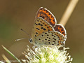 Brauner Feuerfalter (Lycaena tityrus), Weibchen - DE (NI)